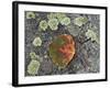 Aspen Leaf Turning Red and Orange on a Lichen-Covered Rock-James Hager-Framed Photographic Print