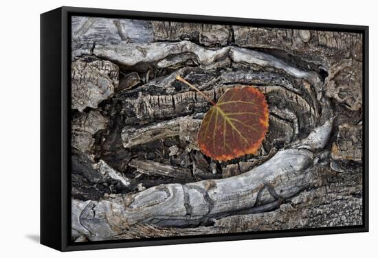 Aspen Leaf Turning Red and Orange-James Hager-Framed Stretched Canvas