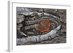 Aspen Leaf Turning Red and Orange-James Hager-Framed Photographic Print