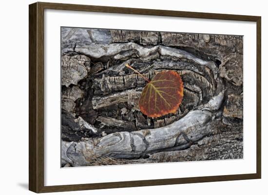 Aspen Leaf Turning Red and Orange-James Hager-Framed Photographic Print