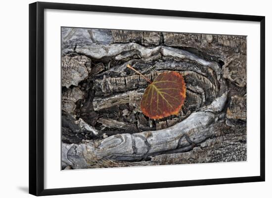 Aspen Leaf Turning Red and Orange-James Hager-Framed Photographic Print