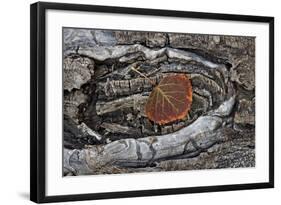 Aspen Leaf Turning Red and Orange-James Hager-Framed Photographic Print