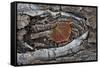 Aspen Leaf Turning Red and Orange-James Hager-Framed Stretched Canvas