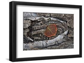 Aspen Leaf Turning Red and Orange-James Hager-Framed Photographic Print