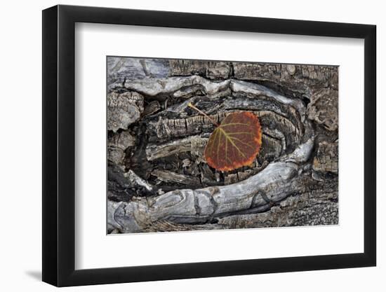 Aspen Leaf Turning Red and Orange-James Hager-Framed Photographic Print