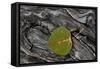 Aspen Leaf Turning Red-James Hager-Framed Stretched Canvas