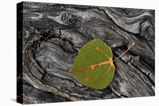 Aspen Leaf Turning Red-James Hager-Stretched Canvas