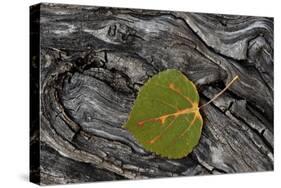 Aspen Leaf Turning Red-James Hager-Stretched Canvas