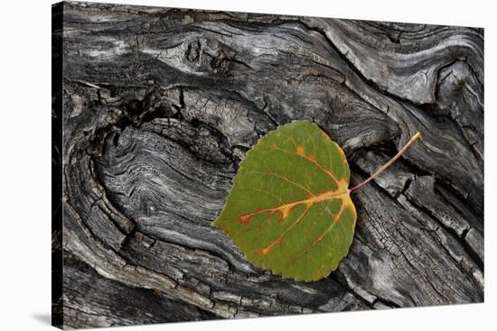 Aspen Leaf Turning Red-James Hager-Stretched Canvas