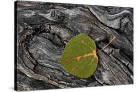 Aspen Leaf Turning Red-James Hager-Stretched Canvas