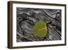 Aspen Leaf Turning Red-James Hager-Framed Photographic Print