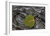 Aspen Leaf Turning Red-James Hager-Framed Photographic Print