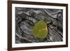 Aspen Leaf Turning Red-James Hager-Framed Photographic Print