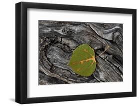 Aspen Leaf Turning Red-James Hager-Framed Photographic Print