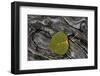 Aspen Leaf Turning Red-James Hager-Framed Photographic Print