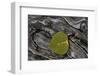 Aspen Leaf Turning Red-James Hager-Framed Photographic Print