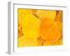 Aspen Leaves, Gunnison National Forest, Colorado, USA-Rob Tilley-Framed Premium Photographic Print