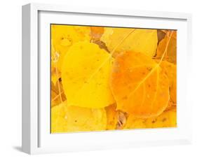 Aspen Leaves, Gunnison National Forest, Colorado, USA-Rob Tilley-Framed Premium Photographic Print