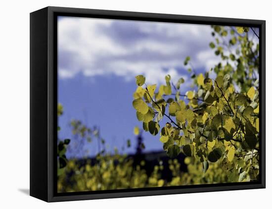 Aspen Leaves in Fall, Boulder-Michael Brown-Framed Stretched Canvas