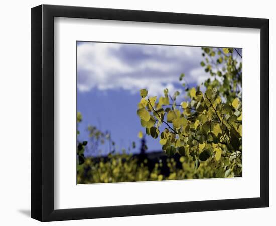 Aspen Leaves in Fall, Boulder-Michael Brown-Framed Photographic Print