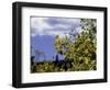 Aspen Leaves in Fall, Boulder-Michael Brown-Framed Photographic Print