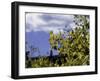 Aspen Leaves in Fall, Boulder-Michael Brown-Framed Photographic Print