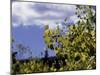 Aspen Leaves in Fall, Boulder-Michael Brown-Mounted Photographic Print