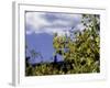 Aspen Leaves in Fall, Boulder-Michael Brown-Framed Photographic Print