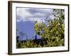 Aspen Leaves in Fall, Boulder-Michael Brown-Framed Photographic Print