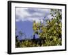 Aspen Leaves in Fall, Boulder-Michael Brown-Framed Photographic Print