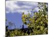 Aspen Leaves in Fall, Boulder-Michael Brown-Mounted Photographic Print