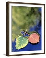 Aspen Leaves on Rush Creek with Reflection, CA-David Carriere-Framed Premium Photographic Print