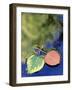 Aspen Leaves on Rush Creek with Reflection, CA-David Carriere-Framed Photographic Print