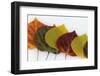 Aspen Leaves on Snow-Darrell Gulin-Framed Premium Photographic Print