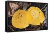 Aspen Leaves-DLILLC-Framed Stretched Canvas