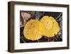 Aspen Leaves-DLILLC-Framed Photographic Print