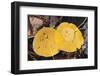 Aspen Leaves-DLILLC-Framed Photographic Print