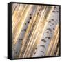 Aspen Light-Dan Ballard-Framed Stretched Canvas