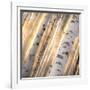 Aspen Light-Dan Ballard-Framed Photographic Print