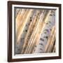 Aspen Light-Dan Ballard-Framed Photographic Print