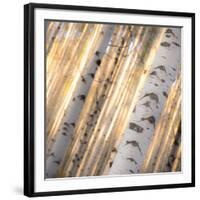 Aspen Light-Dan Ballard-Framed Photographic Print