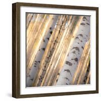 Aspen Light-Dan Ballard-Framed Photographic Print