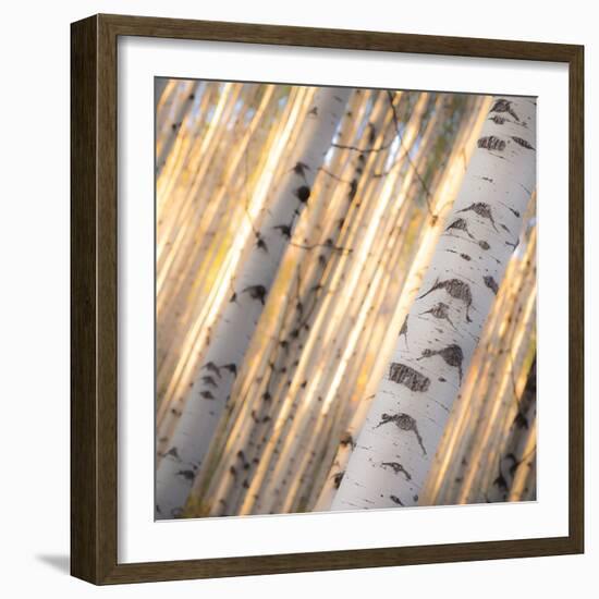 Aspen Light-Dan Ballard-Framed Photographic Print