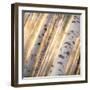 Aspen Light-Dan Ballard-Framed Photographic Print