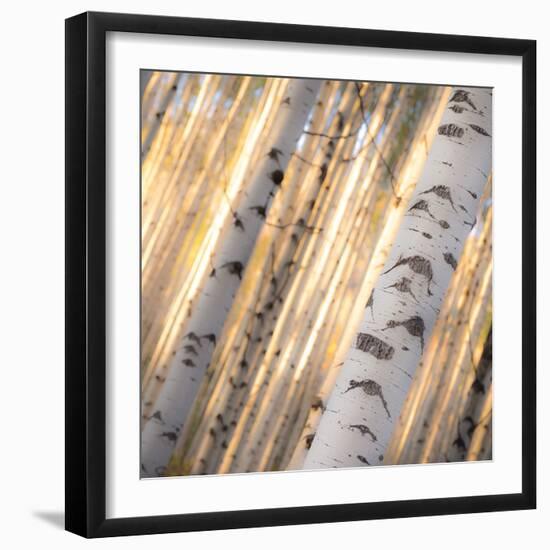 Aspen Light-Dan Ballard-Framed Photographic Print