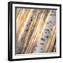 Aspen Light-Dan Ballard-Framed Photographic Print