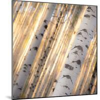 Aspen Light-Dan Ballard-Mounted Photographic Print