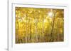 Aspen Morning-Darren White Photography-Framed Photographic Print