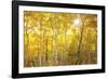 Aspen Morning-Darren White Photography-Framed Photographic Print