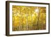 Aspen Morning-Darren White Photography-Framed Photographic Print